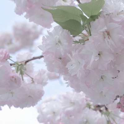 兽设毛发质感表现Furry群